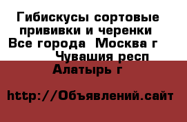 Гибискусы сортовые, прививки и черенки - Все города, Москва г.  »    . Чувашия респ.,Алатырь г.